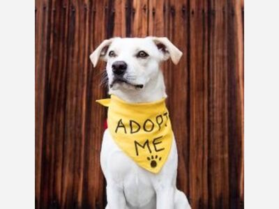 Get Ready! Your Best Friend Does Exist! Shelter is open!