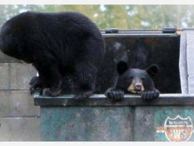 Bear Necessities! Bears sighted in Montgomery County