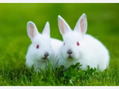 Why Do Some People Say Rabbit Rabbit on the First of Each Month?