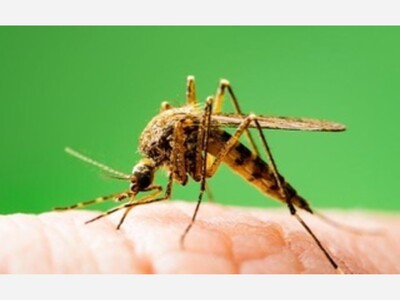 The One Color To Wear If You Hate Mosquitoes!