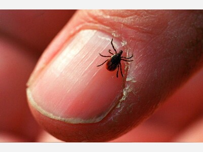 Not to Scare You, But Ticks Are Very Bad News!