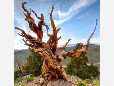 Methuselah Tree in California is  4,765 Years Old