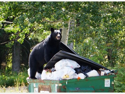 Black Bears Love Trash and Bird Feeders- Be Careful! 