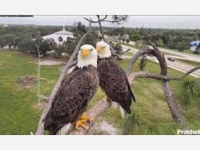 Watch Live: Southwest Florida Eagle Cam