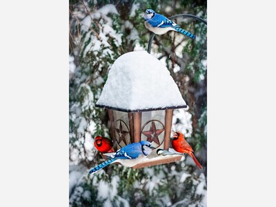 Winter Birds in Upper Rockville and Gaithersburg, Maryland