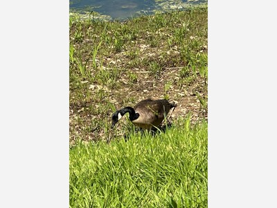 Lonely Lucy Seeks a Friend by the Pond: A Feathered Resident of Rockville