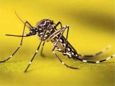 Mosquito Control and Prevention in Maryland