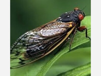 The 2024 Cicadas: A Rare Synchronized Event Unfolding in Maryland