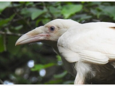 Anchorage’s White Raven: A Rare and Enigmatic Visitor